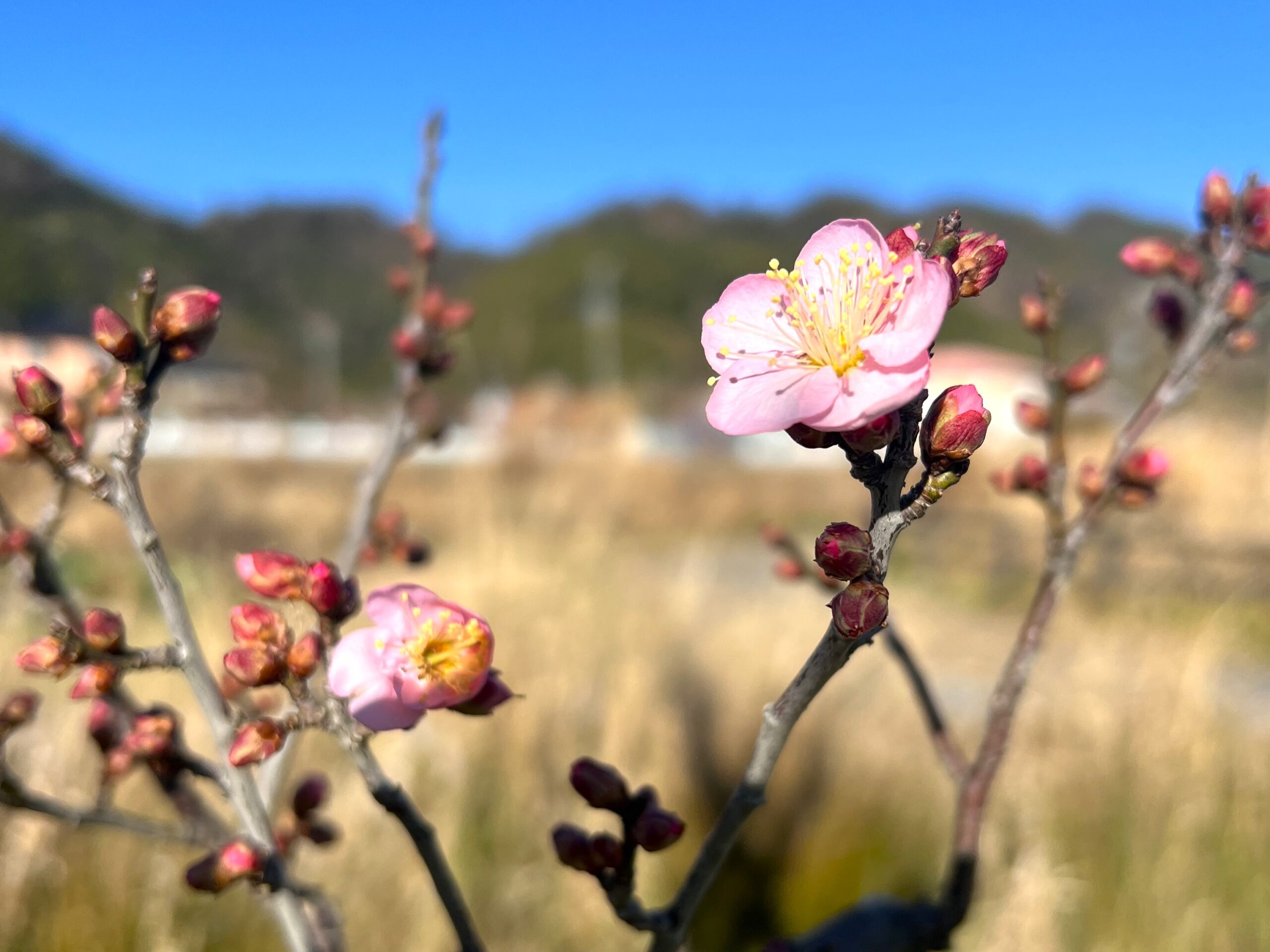梅の花が咲きました – あさはた緑地