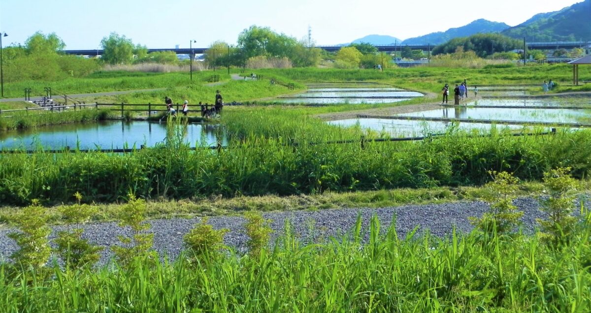 あさはた緑地